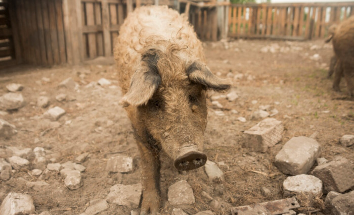 Pig Breeds Can Look Wild or Unusual