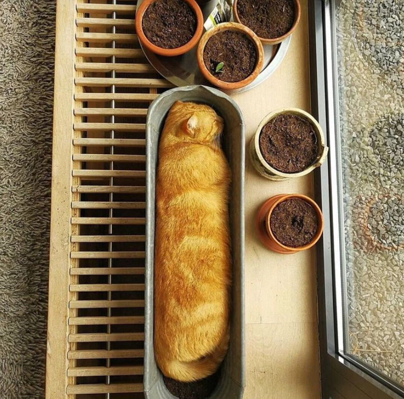 6. "I stumbled upon this cozy bread bed."
