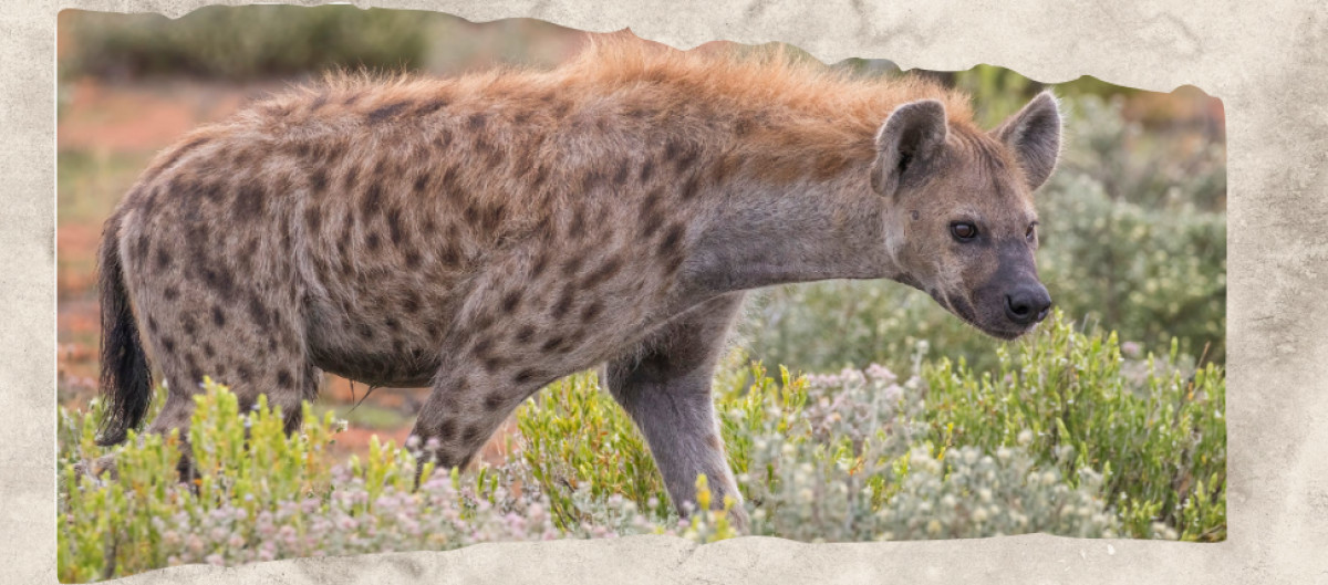 12 Animals With Spots and the Patterns That Help Them Survive