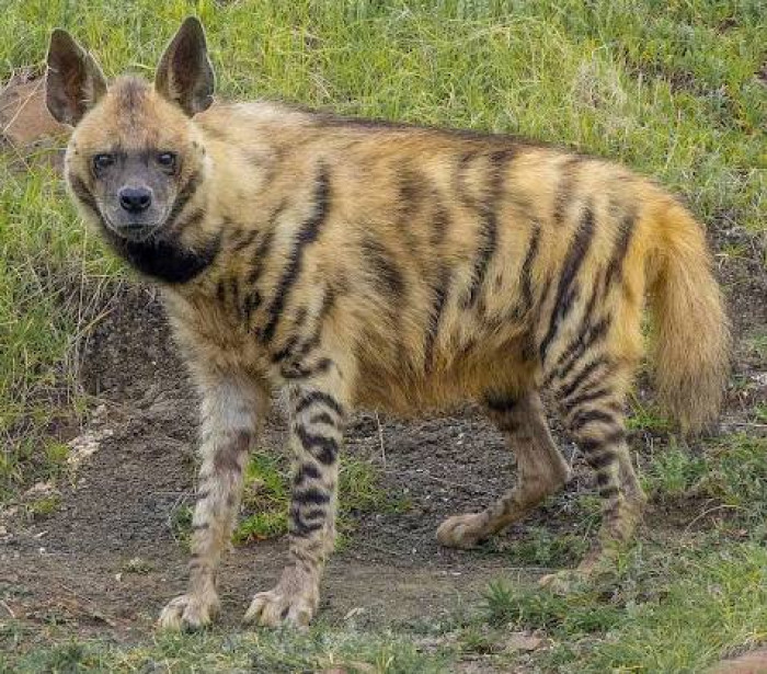 4. Striped hyena