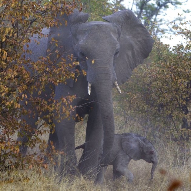 4. Her knowledge of the environment, passed down through generations, is essential for the survival of the herd, especially in harsh conditions.
