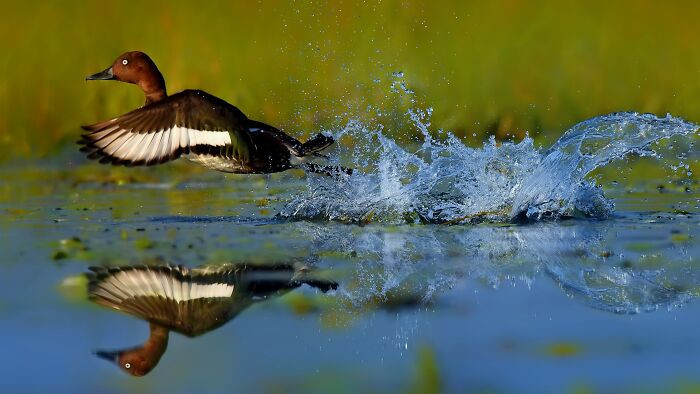 “Ferruginous Duck”