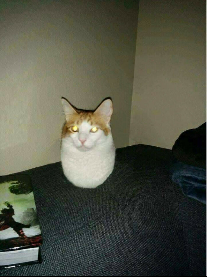 19. Cursed_eggcat