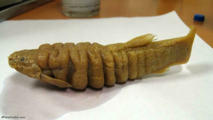 Rhizosomichthys Totae (Greasefish). This Catfish Has Several Longitudinal Bands Of Fat Along Its Body, And Is So Greasy That Shish-Kebabed Specimens Were Allegedly Used As Torches By Natives. It Was Last Seen In 1957 And Is Feared Extinct