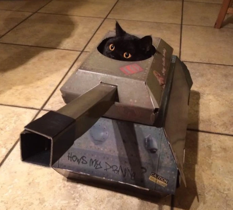 13. "Purr-fectly Armored: Cats in Cardboard Convoys"