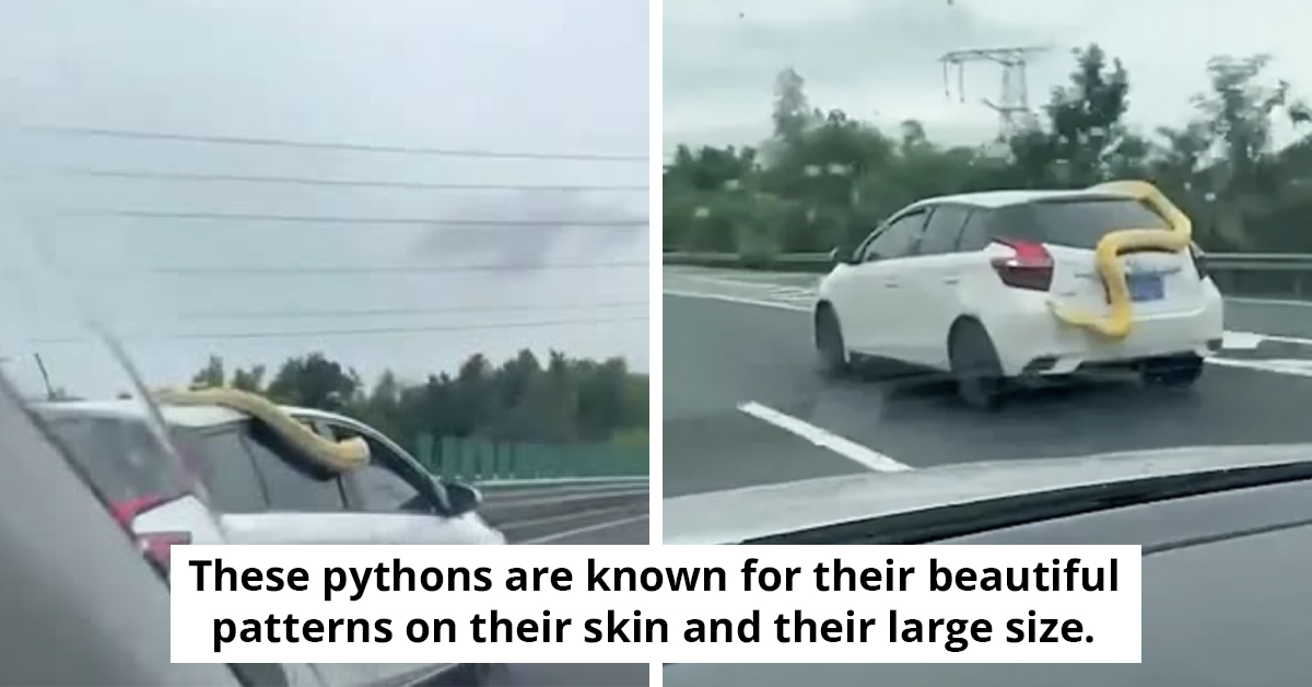 Enormous Python Emerges From Car On Chinese Highway - Memehead