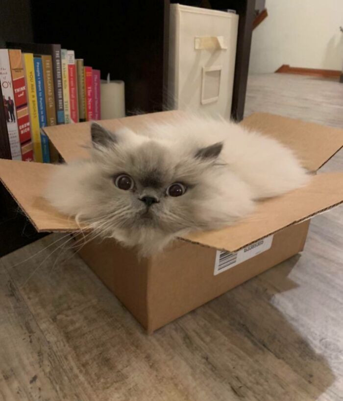 16. Liquid Yeti Filling Up A Small Box