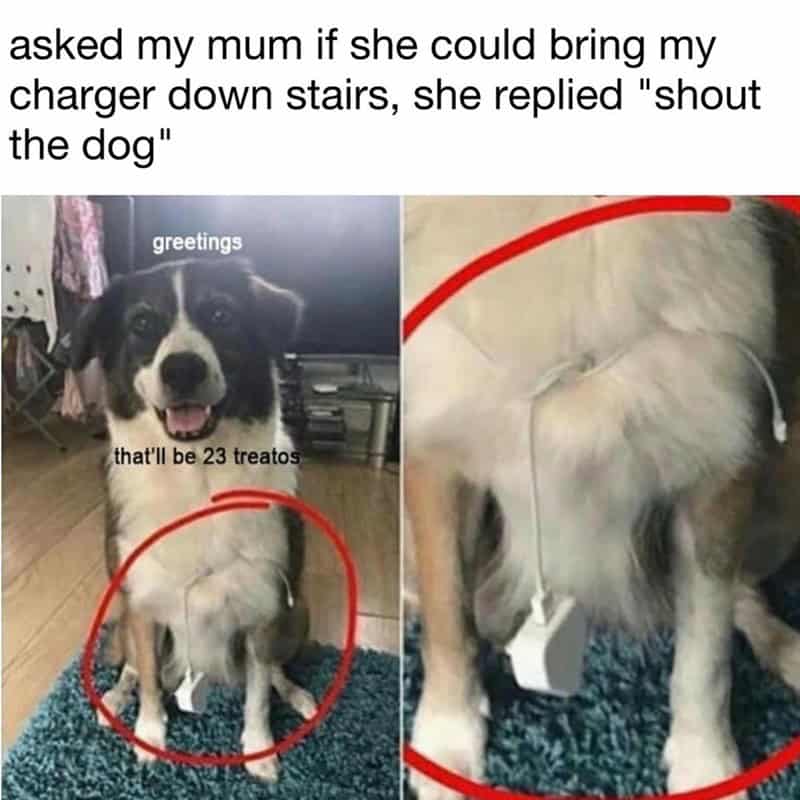 21. The dog is here with your charger