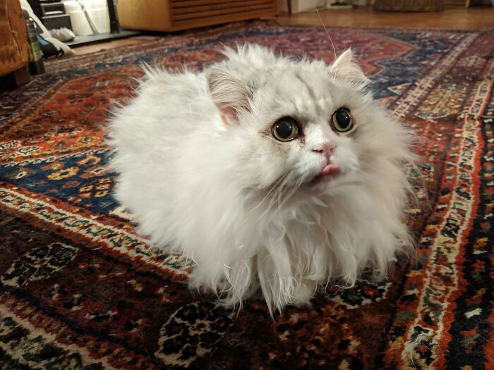 33. A Persian Floof Loaf On A Persian Rug (With Added Mlem)