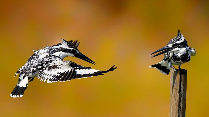 “Pied Kingfisher”