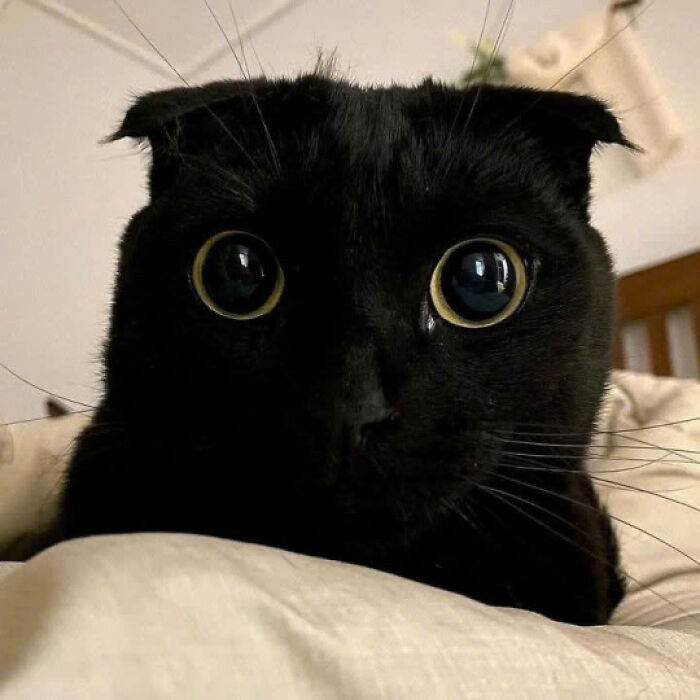 27. Those eyes...