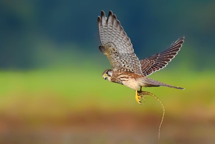 “Common Kestrel”