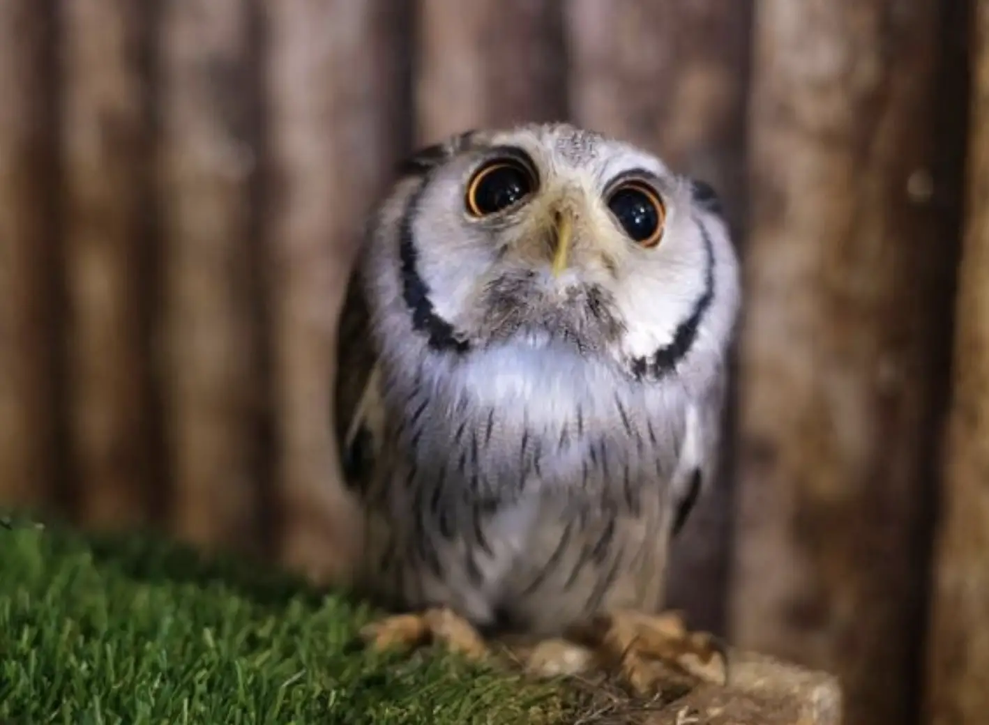 While Elf Owls are known to form monogamous pairs during the breeding season, little is known about their courtship rituals and mating behaviors due to their secretive nature.
