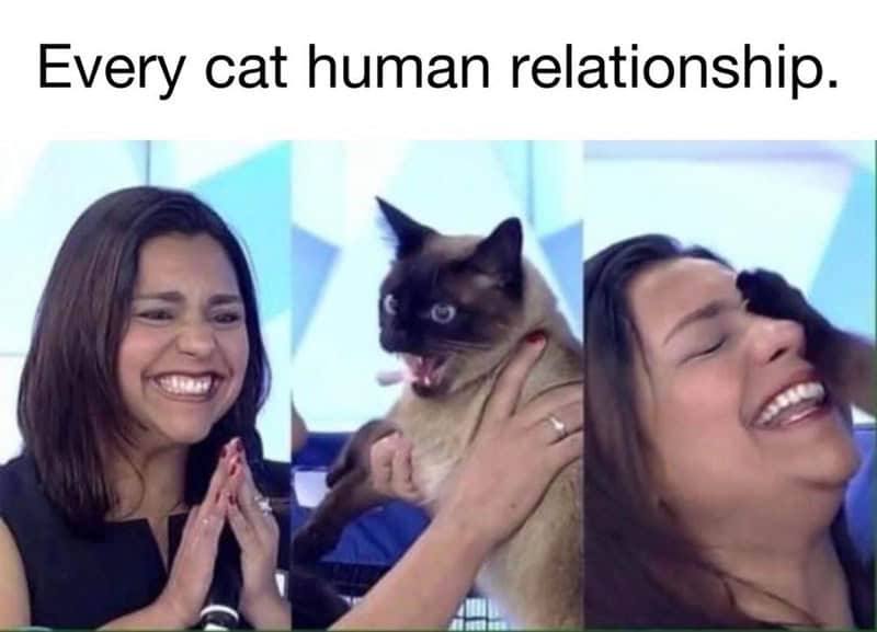 13. There you go, my kitty