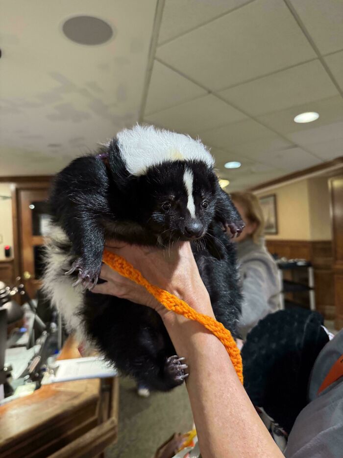 "My Grandfather’s Retirement Home Has An Emotional Support Skunk That Comes In"