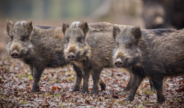 What Is a Boar?