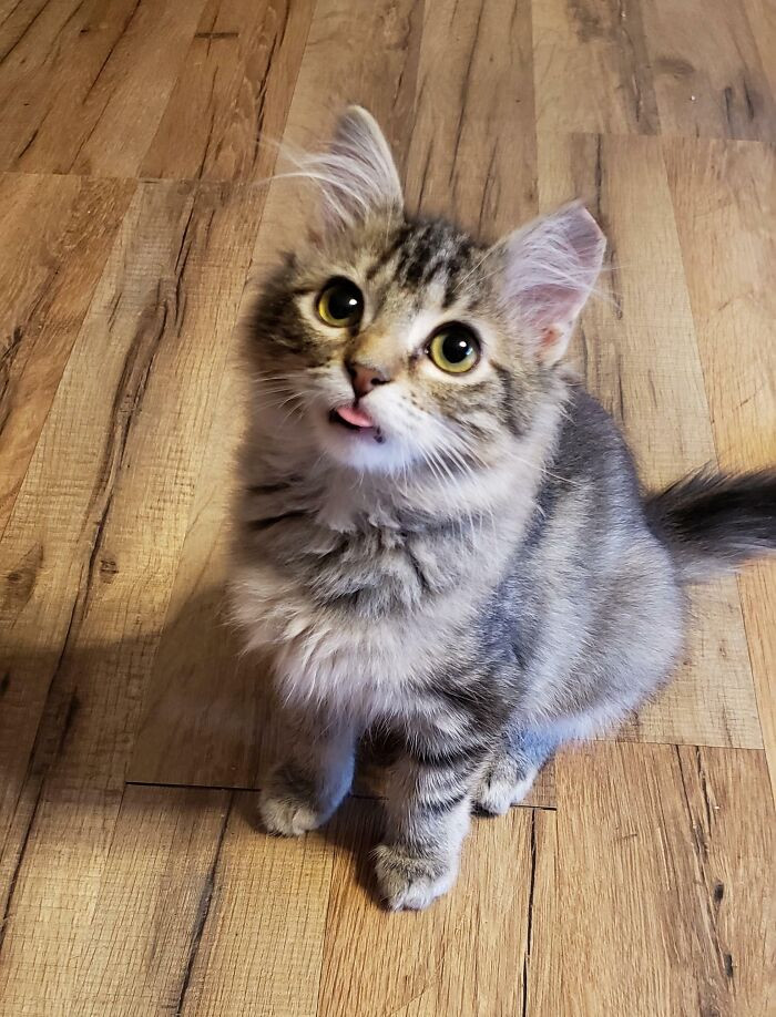 39. This Is Missy, She Loves To Blep