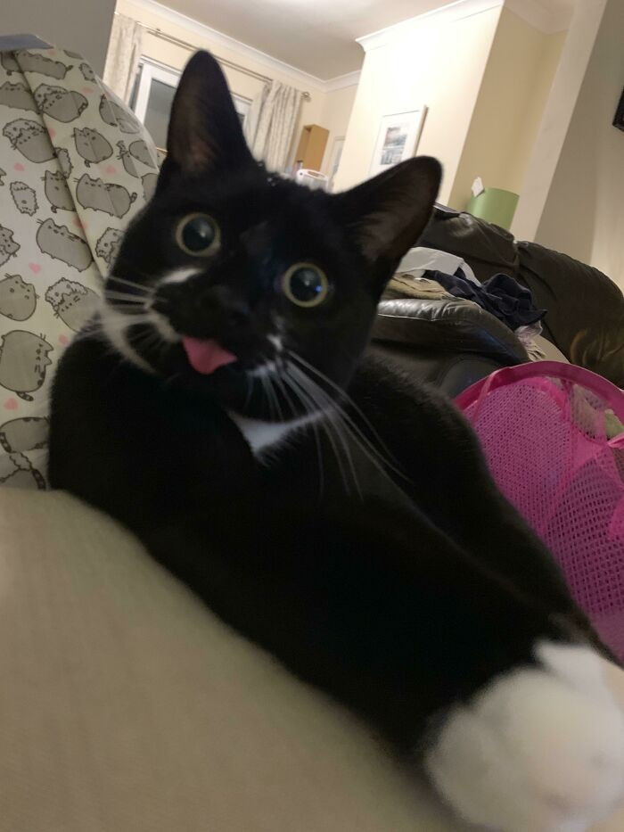 24. Dave Cat Blepping Like A Pro. 👌🏻