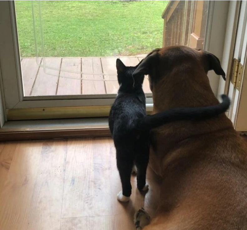 12. "I adore it when cats show affection with that sweet little tail wrap!"