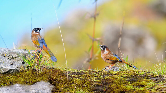 “Black-Faced Laughingthrush”