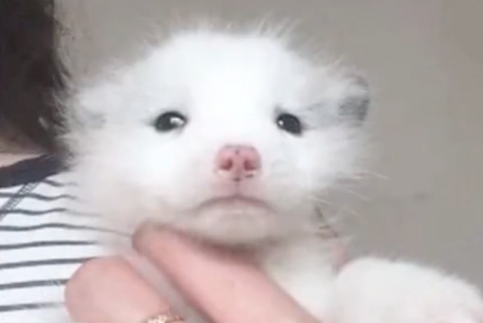 This news was devastating for Ms. Wang, who adored her pup and had dedicated almost a year to caring for it.