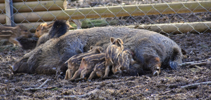 Are Wild Boars More Dangerous Than Domestic Pigs?