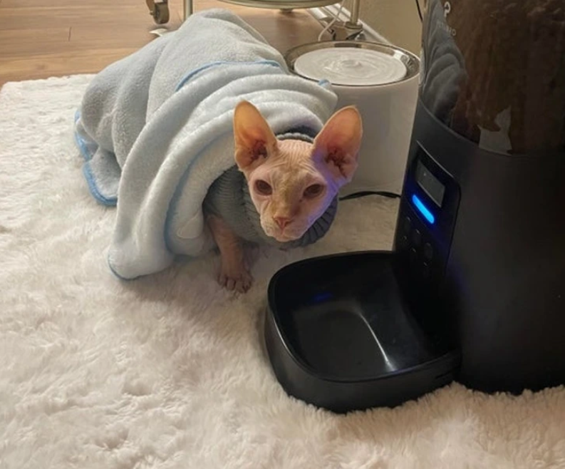 11. "Thought I'd Tucked Him In for the Night, but He's Already at the Food Dispenser, Blankie in Tow, Eager for Dinner."