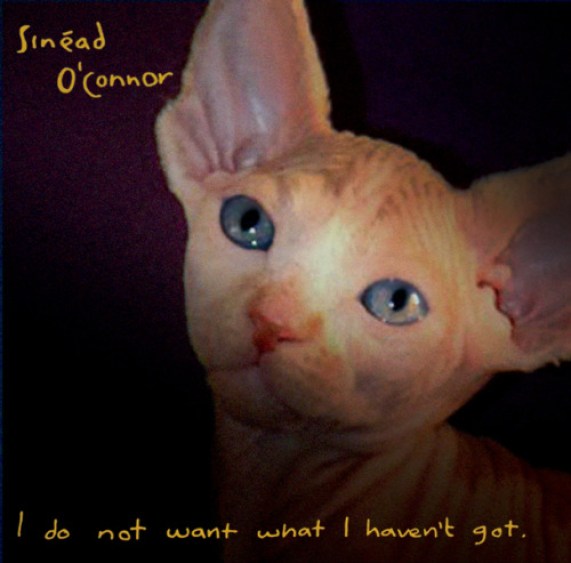 8. Now with a cat: