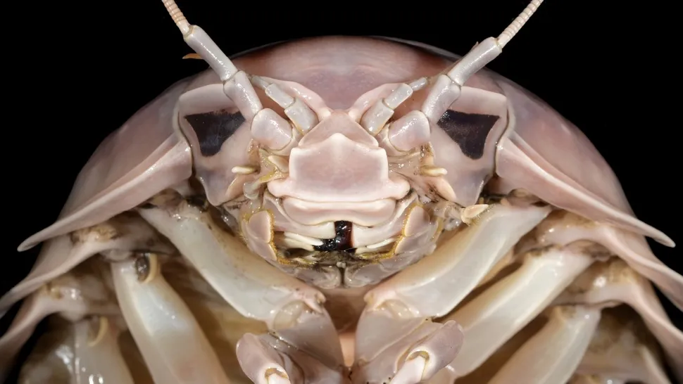 Bathynomus vaderi was discovered after scientists noticed differences between it and other giant isopod species.