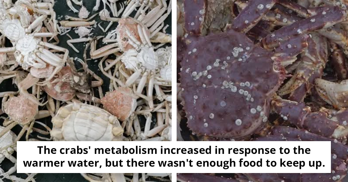 Billions Of Crabs Disappear In Alaska—Scientists Reveal The Reasons And What’s Next