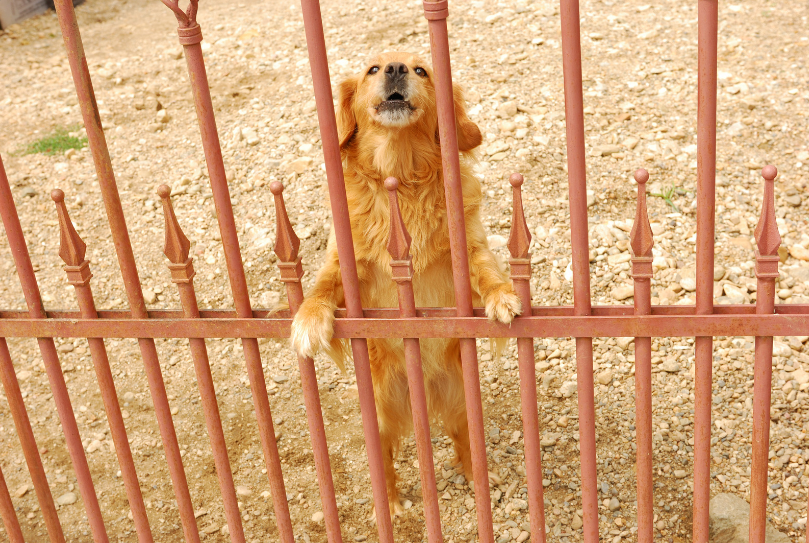 Others suggested raising the issue with animal control.