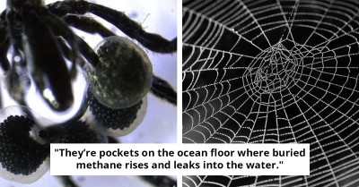 New Deep-Sea Discovery Reveals Sea Spiders Fueled by Methane