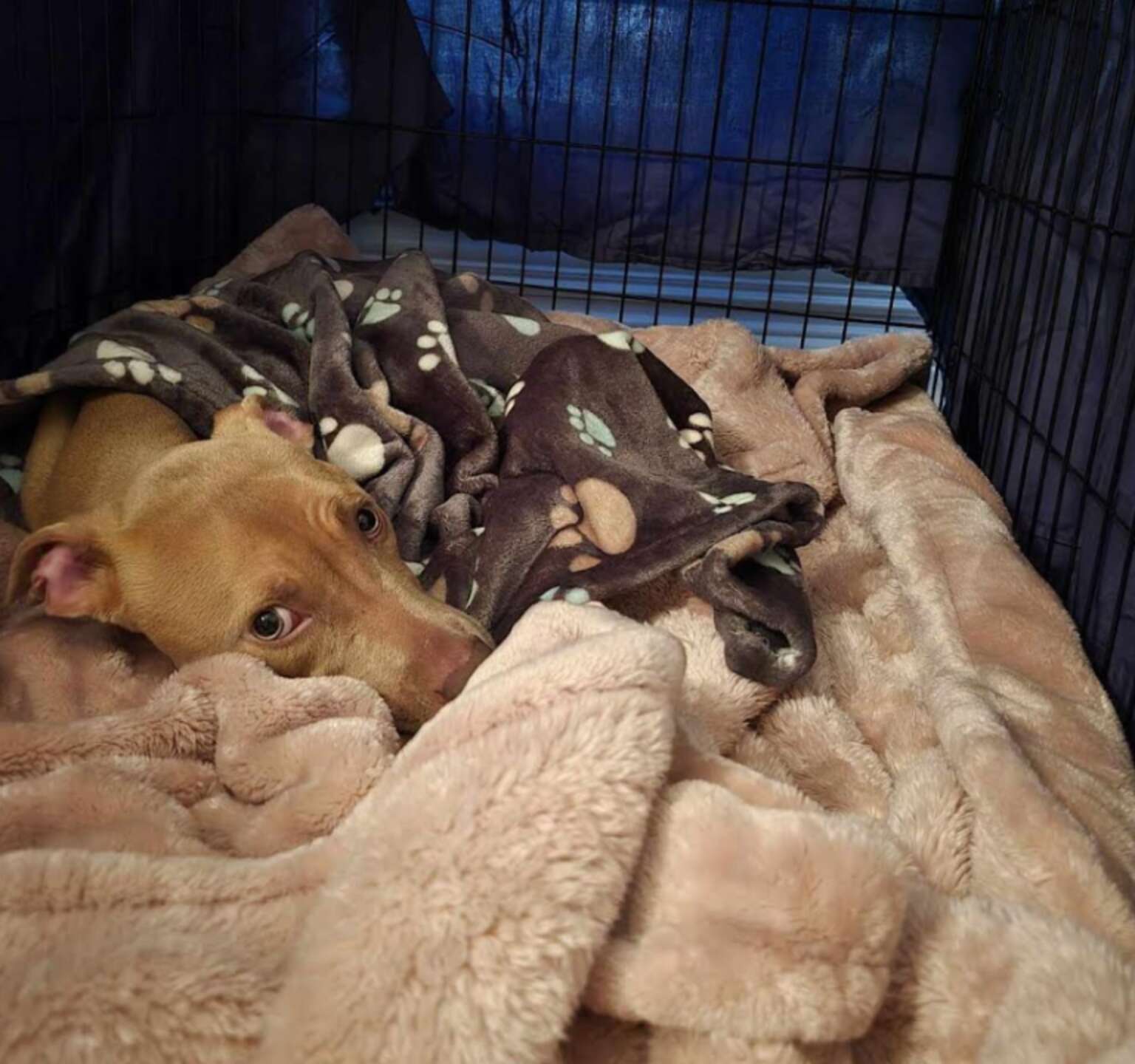 Now, Pixie is thriving in their care, gaining both physical strength and emotional confidence