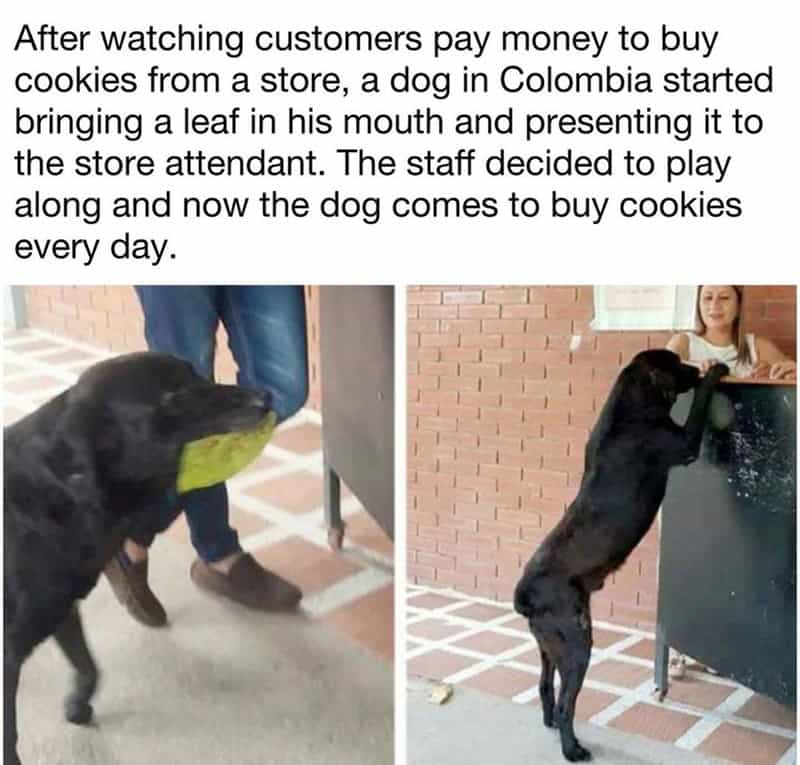 2. Coming to buy cookies every day