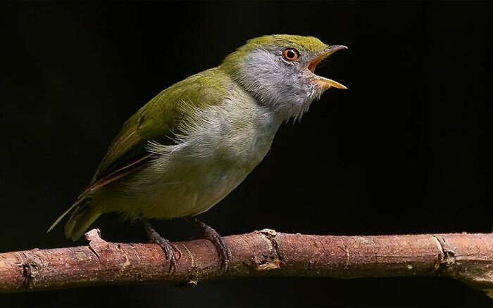 Pin-Tailed Manakin