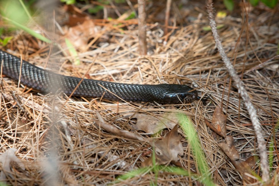 This is the second time an Eastern indigo snake has been discovered since the program began.