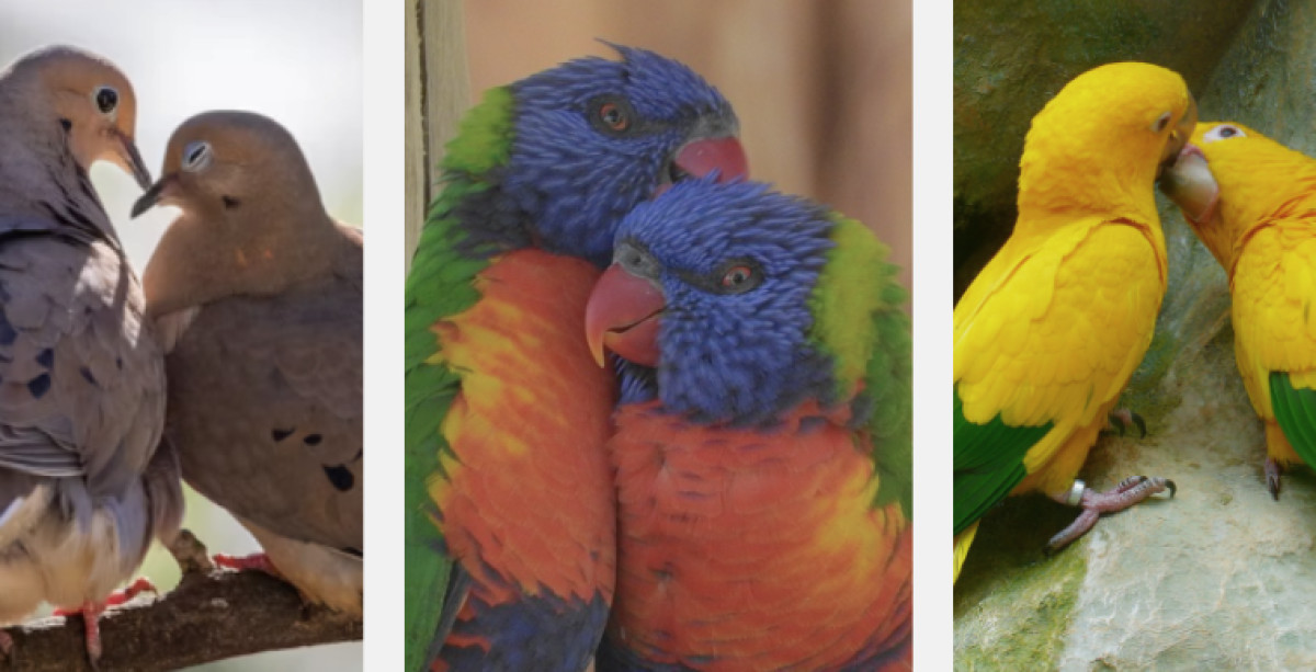 How Do Birds Mate and Reproduce?