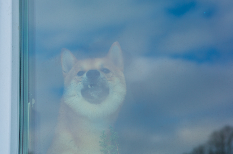 The OP can consult local authorities about what can be legally done to make the owner do something.