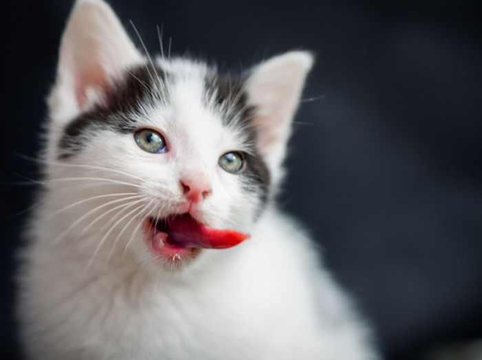 Things You Didn't Know About Cat Eyes and Whiskers