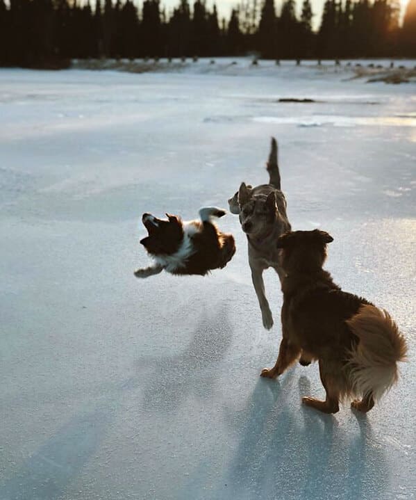 37. “I Call This One The Dog Crash. No Dogs Were Hurt In This Photo, Just Andy’s Ego”