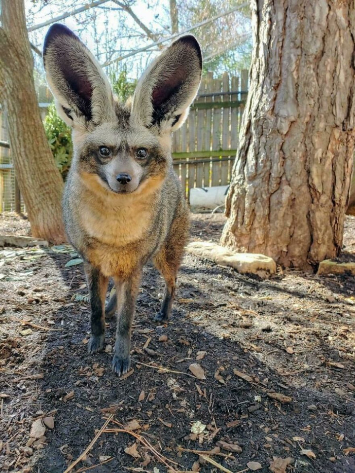 The Bat-Eared Fox (Otocyon Megalotis)