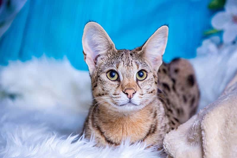 14. Savannah cat