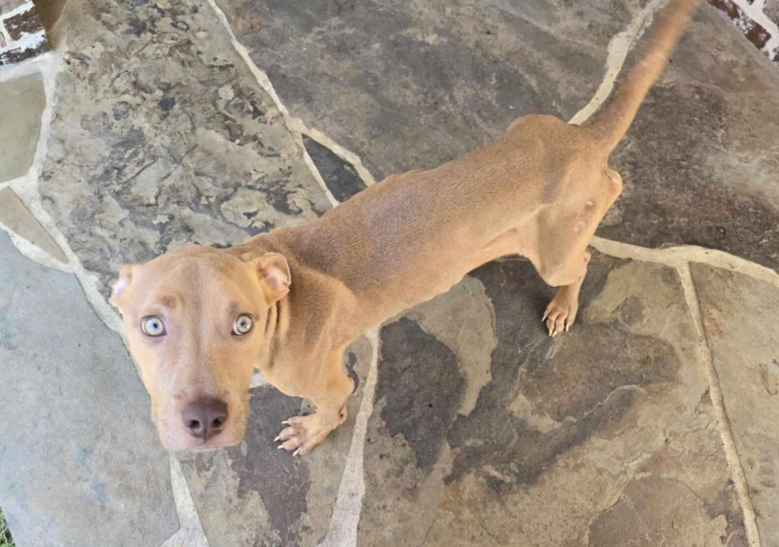 While she'll eventually search for her forever home, for now, she's content and well-loved with her rescuers