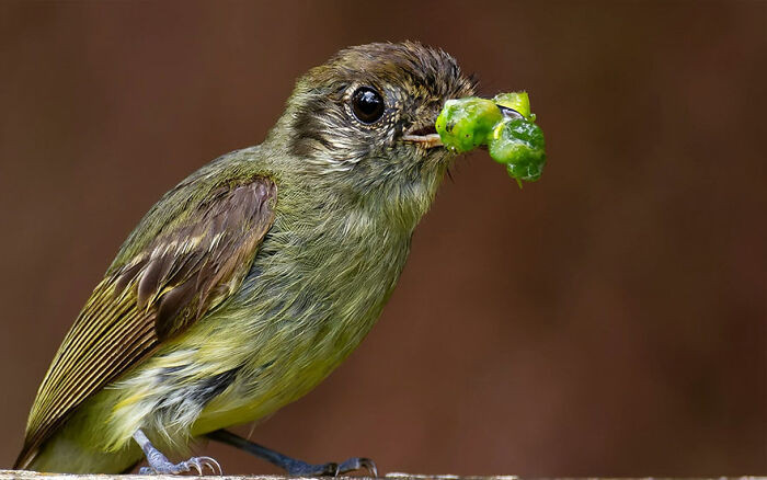 Sepia-Capped Flycatcher