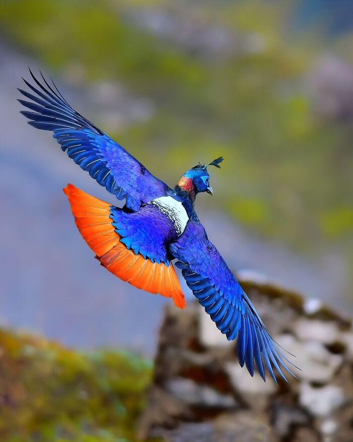 “Himalayan Monal”