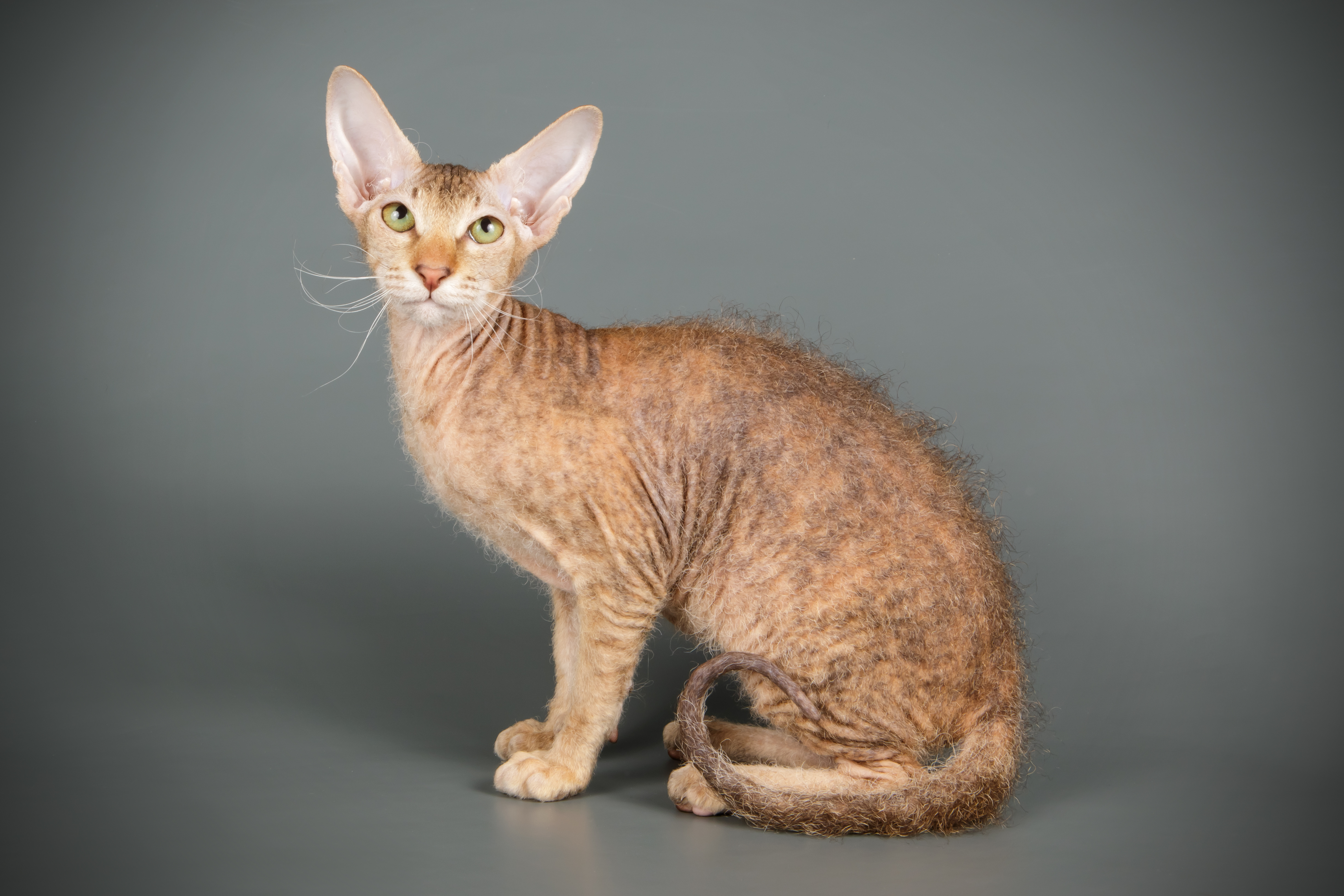 4. Peterbald