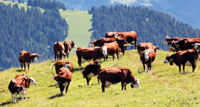 Cattle