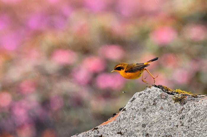 “Golden Bush Robin”
