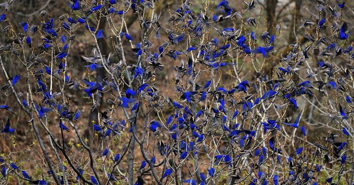 “Mid-Size Flock Of Grandala”