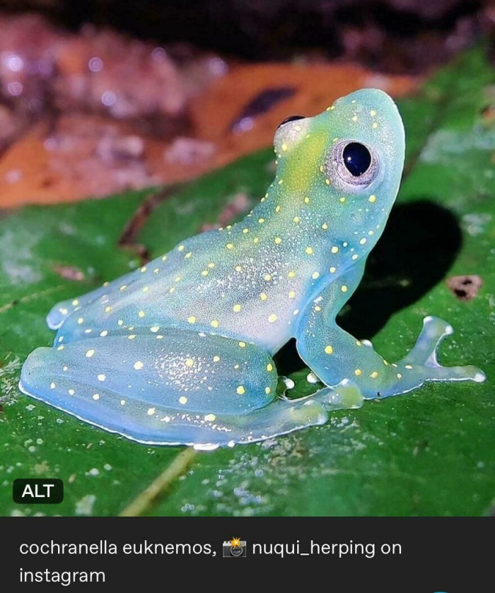 Cochranella Euknemos - Glass Frog